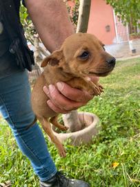 Cucciolo pincher
