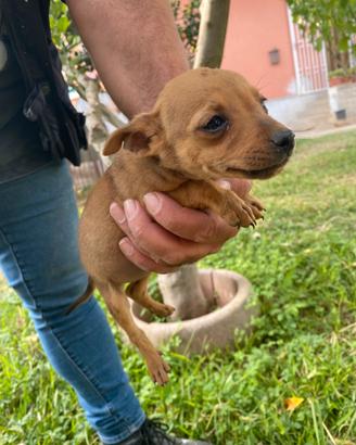 Cucciolo pincher
