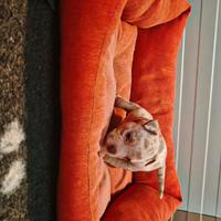 American bully pocket cuccioli