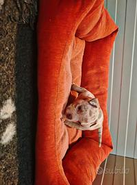 American bully pocket cuccioli