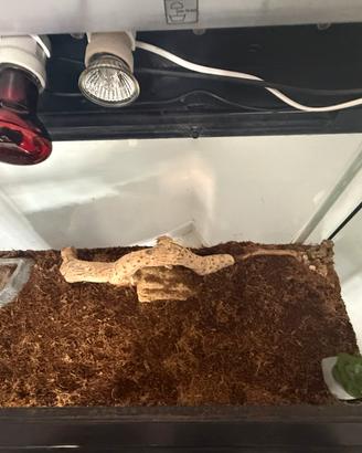 Terrario