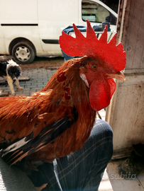 Galletti,nostrali livornesi,collo nudo