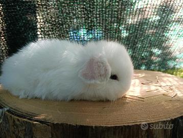 Mini Lop conigli