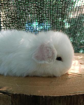 Mini Lop conigli