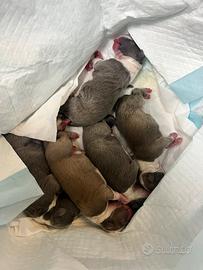 Cuccioli di Amstaff puri alta genealogia