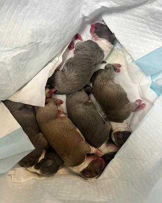 Cuccioli di Amstaff puri alta genealogia