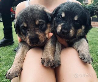 Cuccioli di cane
