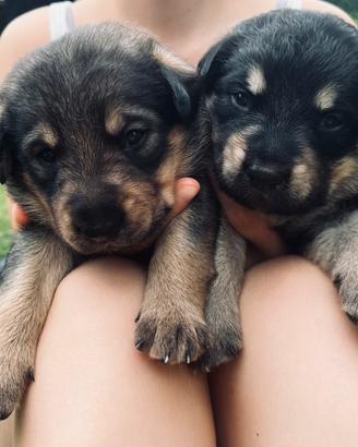 Cuccioli di cane