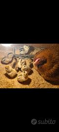 Pulcini di galline nane da cova