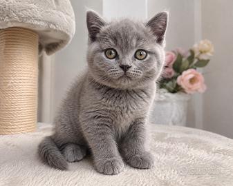 British Shorthair Blu 