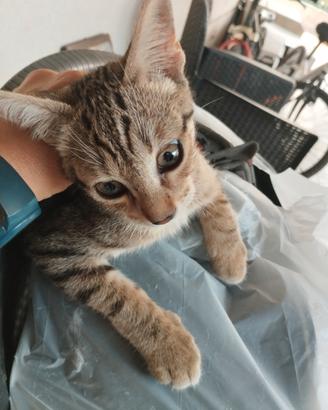 Regalasi gattino
