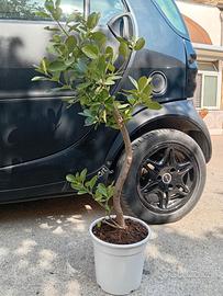 Bonsai