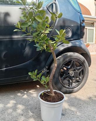 Bonsai