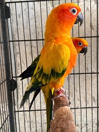 Coppia conuro del sole