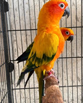 Coppia conuro del sole