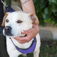Triny ,da cucciola vive in canile