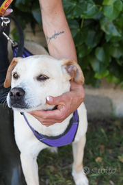 Triny ,da cucciola vive in canile