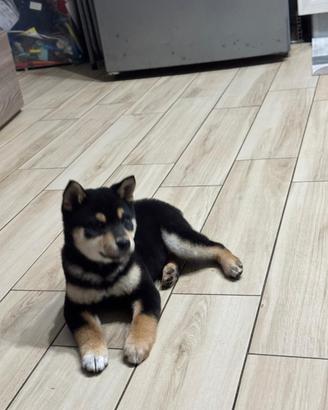 Schiba inu