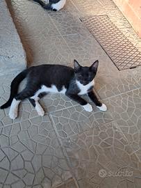 Gattini quasi 5 mesi