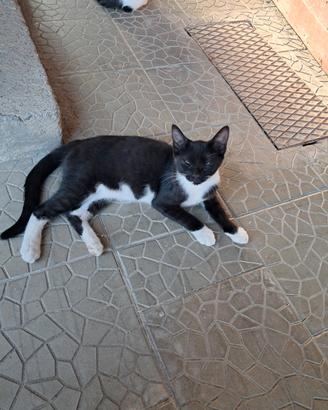 Gattini quasi 5 mesi