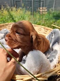 Cuccioli di Cocker Spaniel inglese