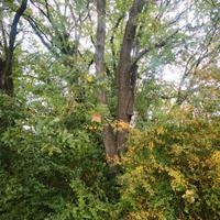 alberi quercia