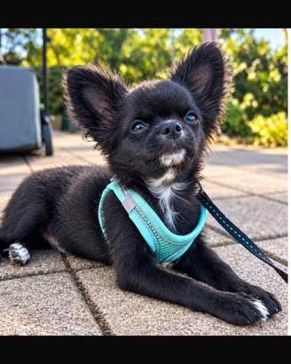 Chihuahua a pelo lungo con pedigree enci