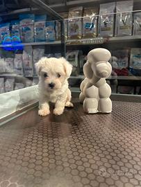 Maltese coreano toy