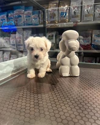 Maltese coreano toy