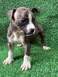 Cuccioli di American Pit Bull Terrier disponibili