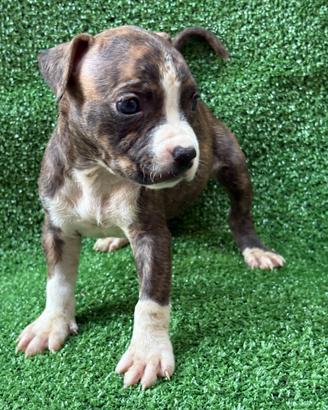 Cuccioli di American Pit Bull Terrier disponibili
