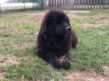 Cucciola di Terranova