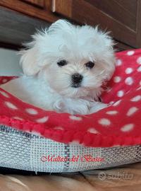 Cuccioli cane maltese