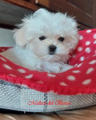 Cuccioli cane maltese