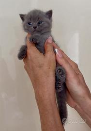 Scottish fold e straight