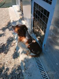 Cane naschio razza Breton