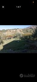Terreno con alberi da frutto