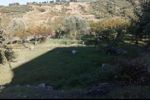 Terreno con alberi da frutto