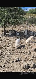 Cuccioli di lagotto