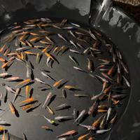 Medaka Oryzias Latipes