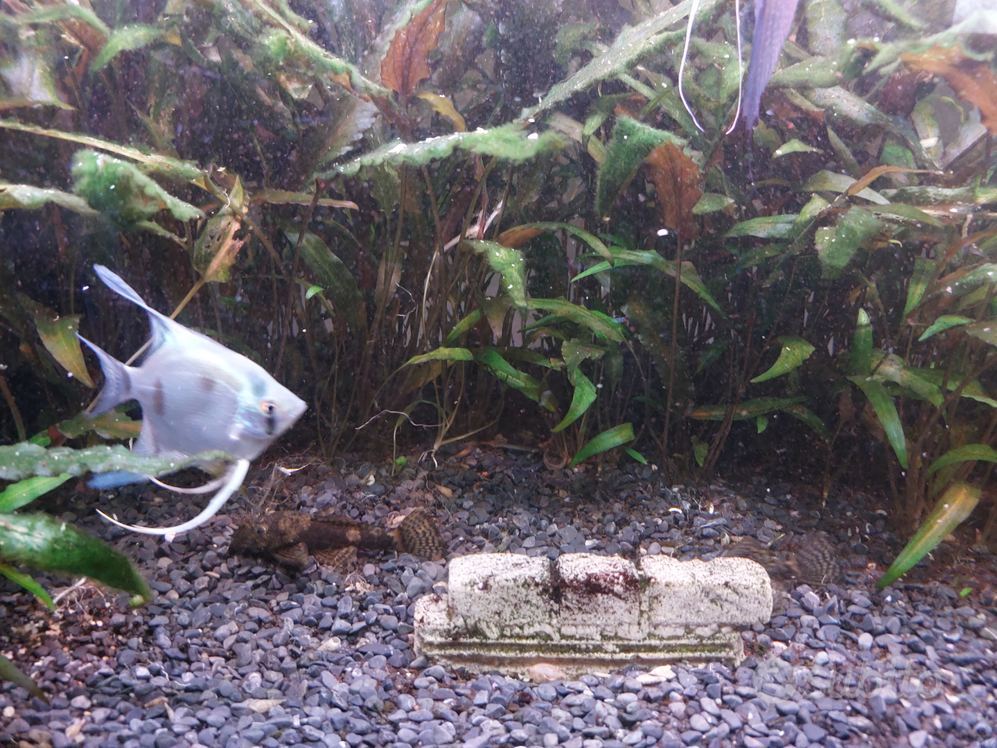 Acquario 360 litri, con pesci piante e mobile - Animali In vendita a Padova