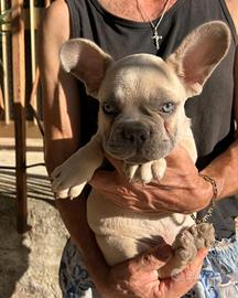 Maschietto bulldog francese lilac fawn