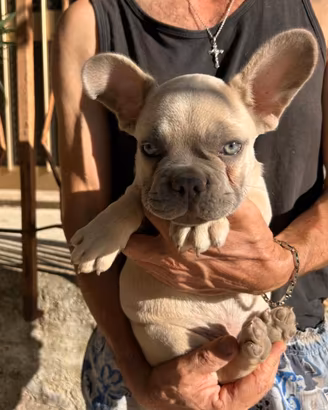 Maschietto bulldog francese lilac fawn