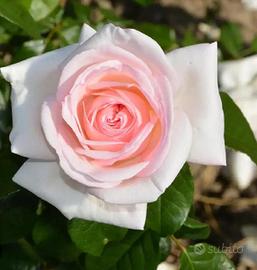 Piante di Rose