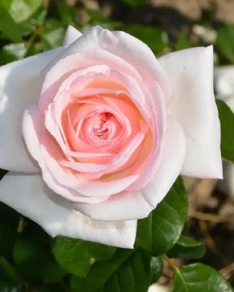 Piante di Rose