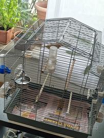 Hybrido cardellino più gabia