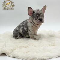 Meravigliosa cucciola bulldog francese Lilac merle