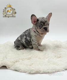 Meravigliosa cucciola bulldog francese Lilac merle