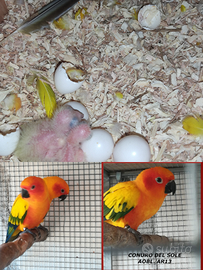 Pappagalli conuri del sole