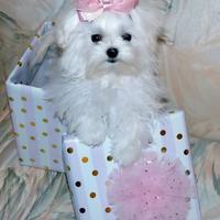 Cucciola Maltese Mini Toy